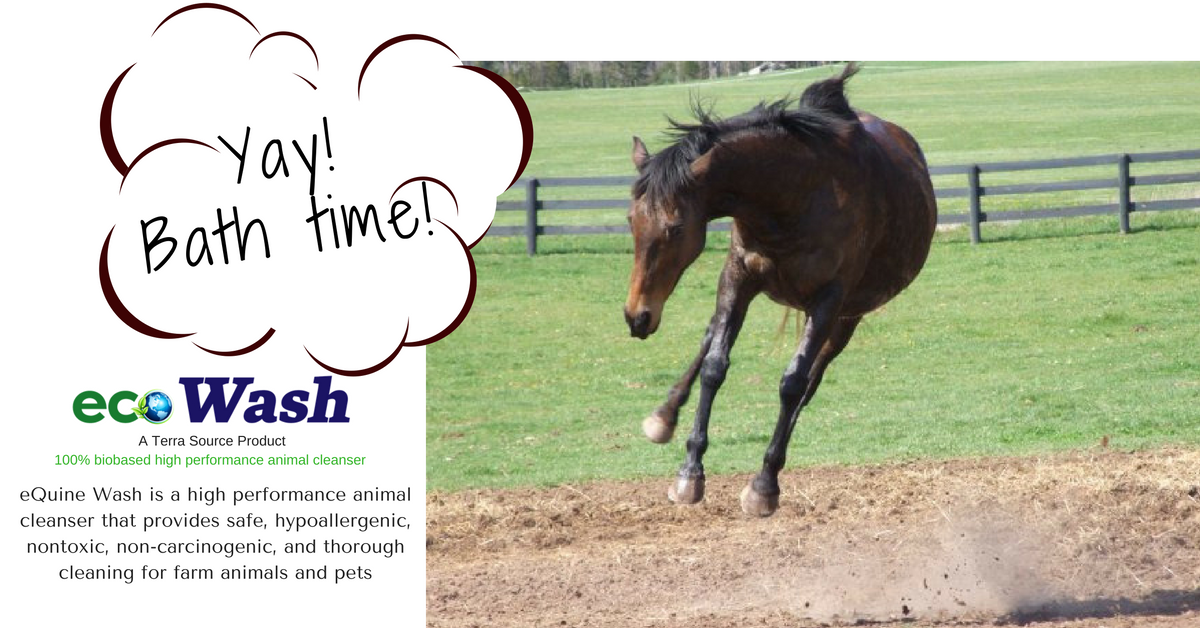 MyTerraSource's tweet photo. Got horses? This Equine Wash with distinctive  healing properties is your solution #EcoWash https://t.co/3hdbMflylE https://t.co/XAt4BldwTf