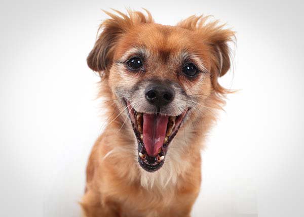 CharitySANE's tweet image. Does your pet help improve your #mentalhealth? Tweet us a picture! huff.to/2bPX6t6