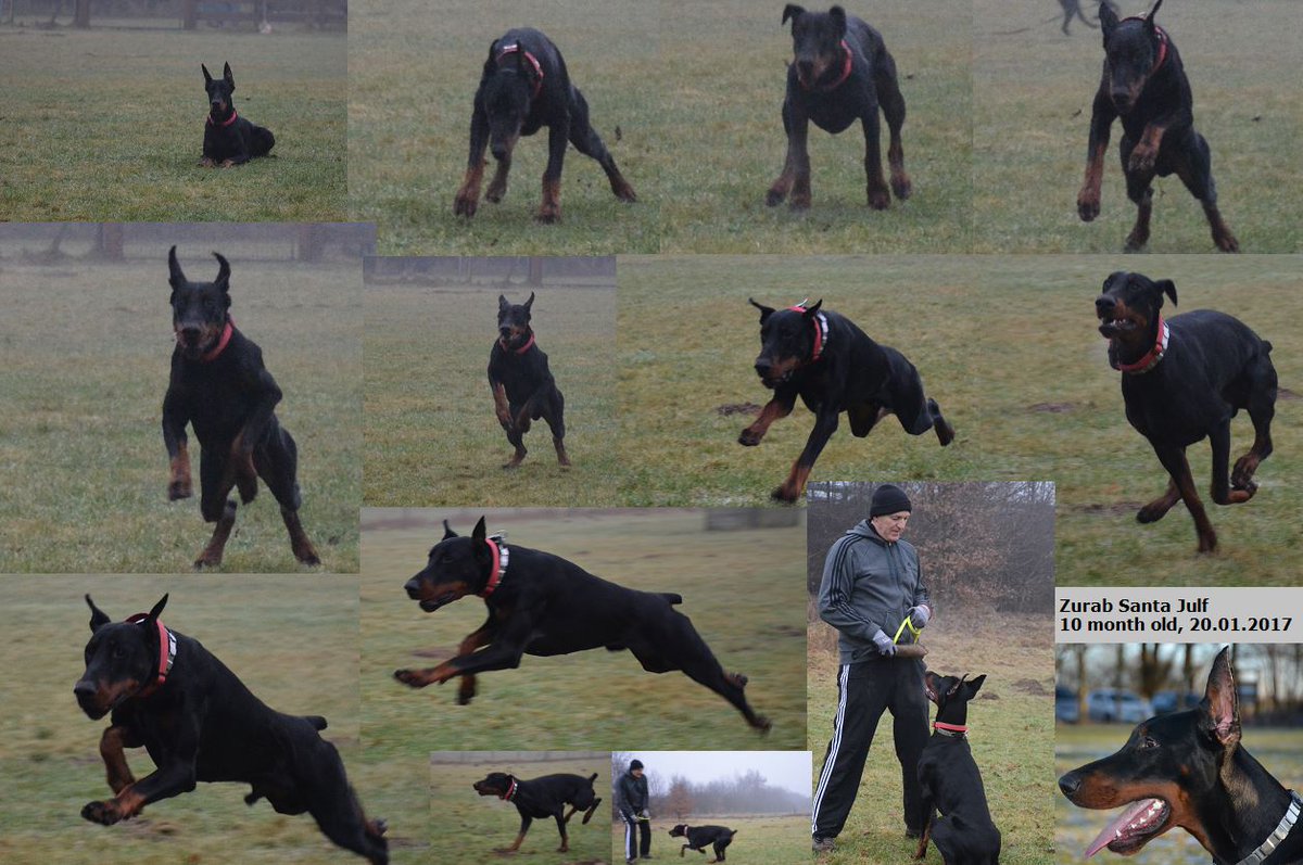 DobermannLove's tweet photo. Dobermann Zurab Santa Julf 10 month old 20.01.2017 https://t.co/yS32d1c8tr