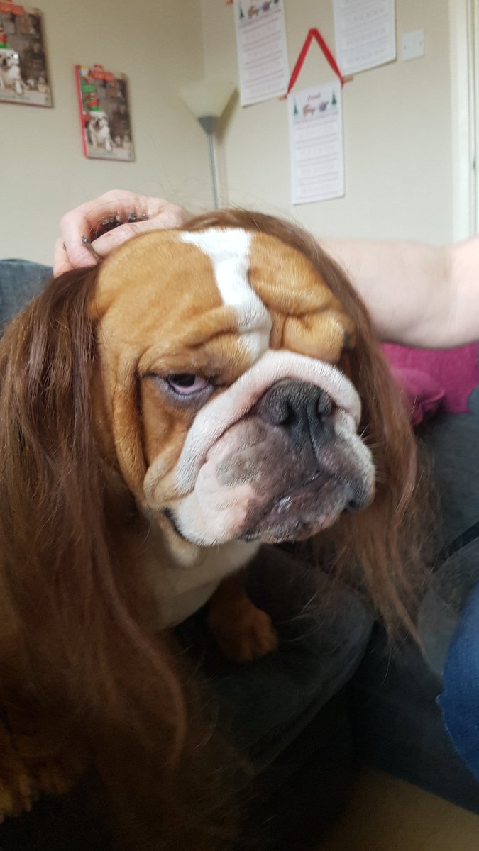 BullyMagic's tweet image. we want to know what you love best about your pets. Tallulah it's her sleeping posture. Peggy her sassy attitude and Frank his wrinkles!