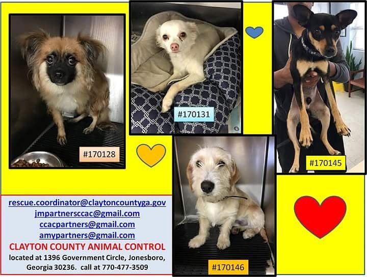 TDicenso's tweet photo. #LittleDogsRock #AdoptDontShop https://t.co/NK0Pn0UEY0