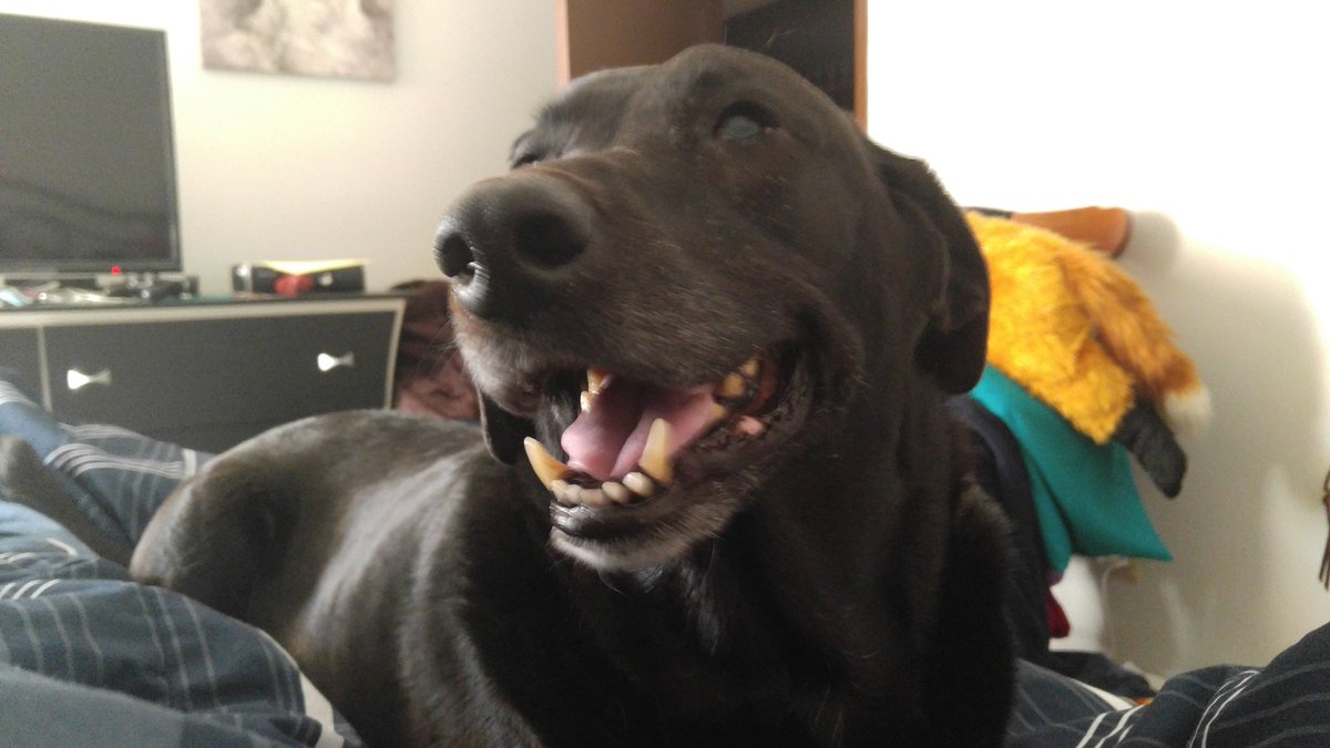 vespyfox's tweet image. Streaming more Resident Evil 4 now. Come join the celebration stream! 😁 Our dog received a clean bill of health! #HappyStream