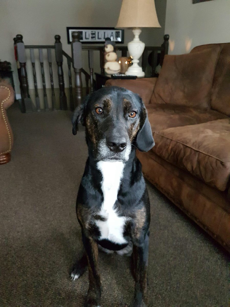 jamierm_'s tweet photo. MISSING!!!!!! On Windham Road 14. Her name is cambry. She is wearing a pink collar. Please call my cell5199098685 if you see her https://t.co/eyKi30uFpb
