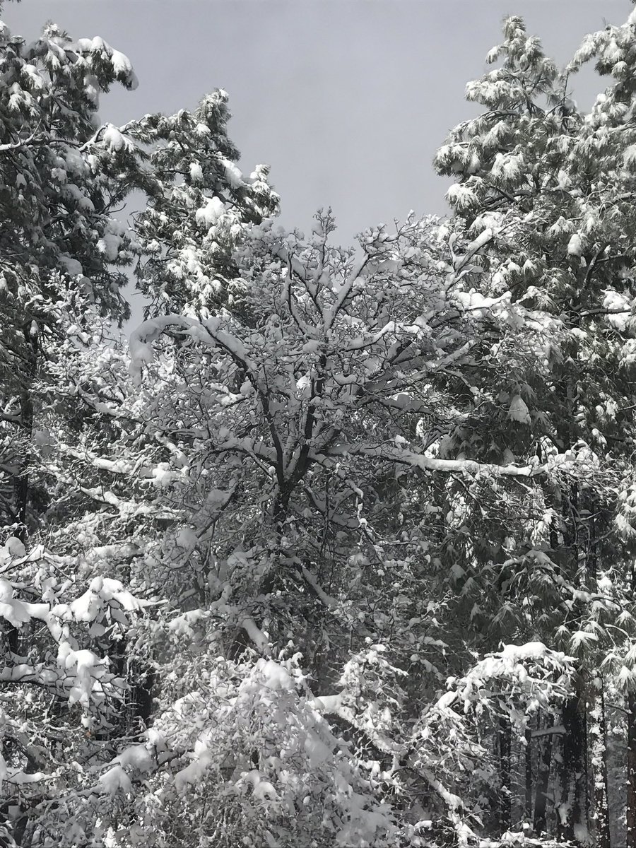 SandraKipnes's tweet photo. Hey @FOX10Phoenix! We are stranded in Groom Creek but it is beautiful! https://t.co/dlNHxfYzTC