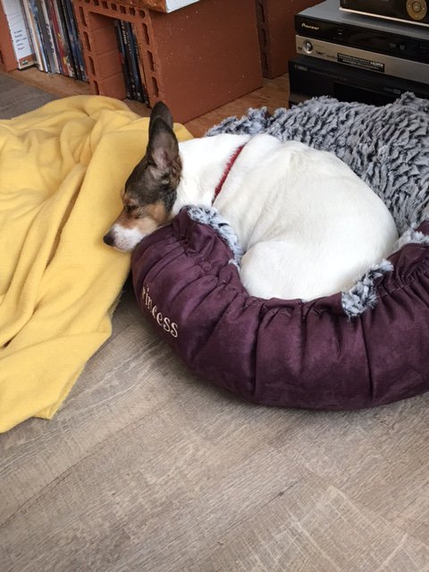 thermoplace's tweet photo. #Hund Paula liebt Ihr #Thermoplace #Hundekörbchen :-) https://t.co/tgnzWsHfXg