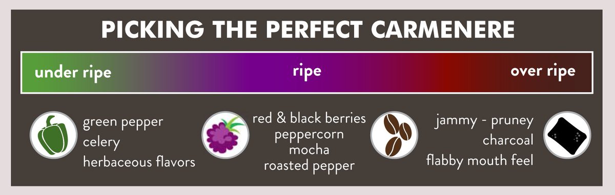 The flavors of picking the perfect Carmenere grape! View our newest Carmenere #GrapeBio on our website: bit.ly/2k12JI6 #ChileanWine