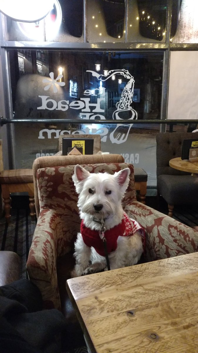 I is still at pub <a href="/HOS_Hull/">Head of Steam Hull</a>. Happy as that guy named Larry! #westie #dogsoftwitter #DogsOfTheDay #Hull2017