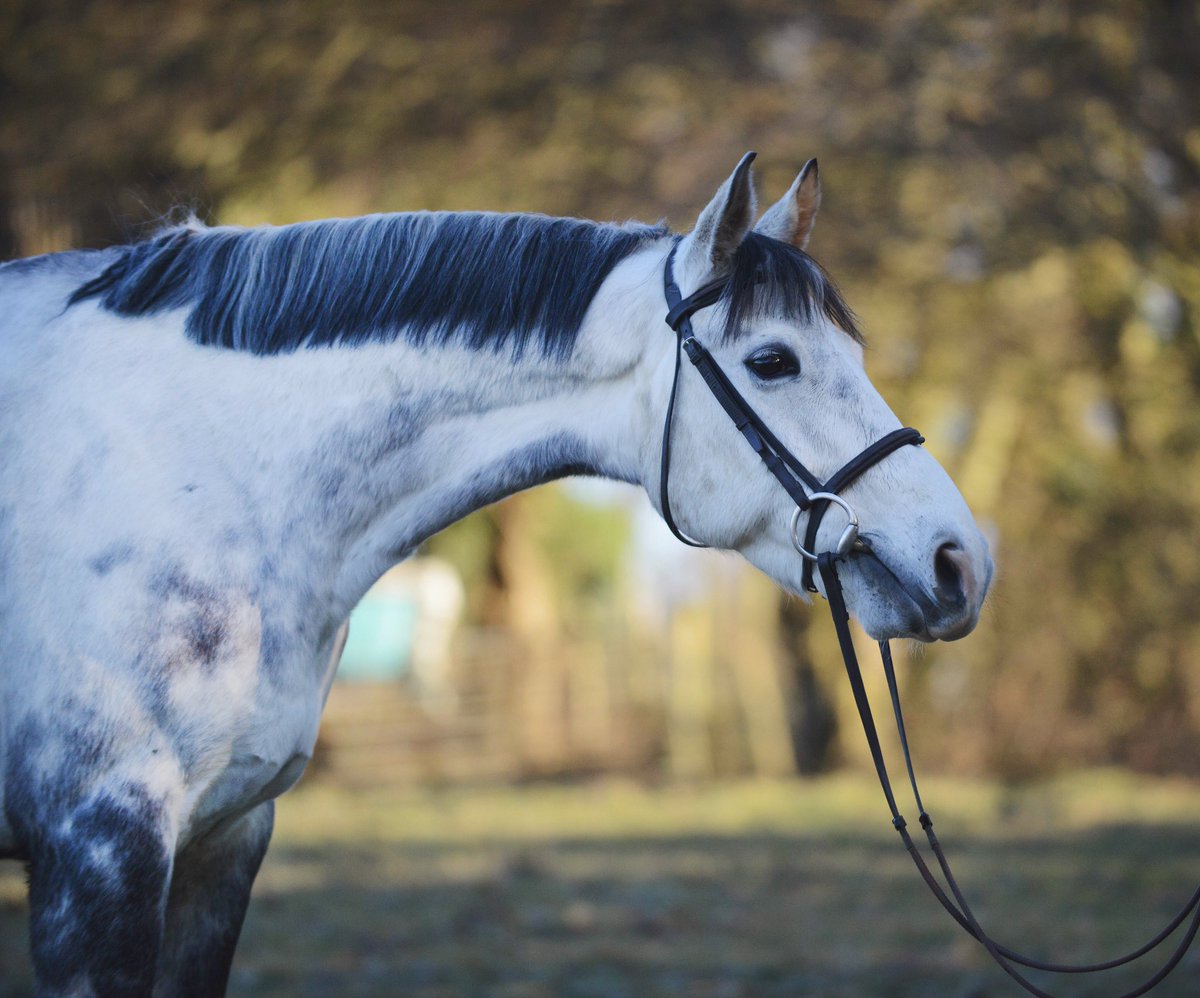 honour_may's tweet photo. Had such a fun photoshoot with Jess and Cody today ✨ #horsehour #equinehour #photoshoot @MyHorseBoxUK @foreveroak @eventslens https://t.co/hrLy384WVj