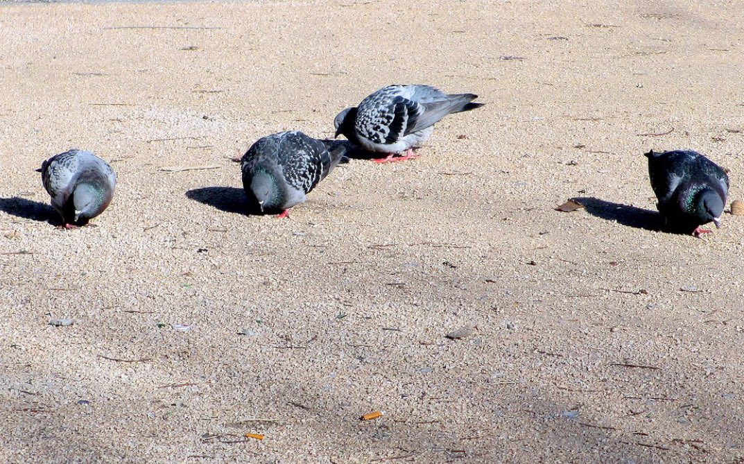 PigeonJon's tweet photo. Here I am addressing a crowd of a Million, maybe a Million and a half. https://t.co/2WbERMcjH7
