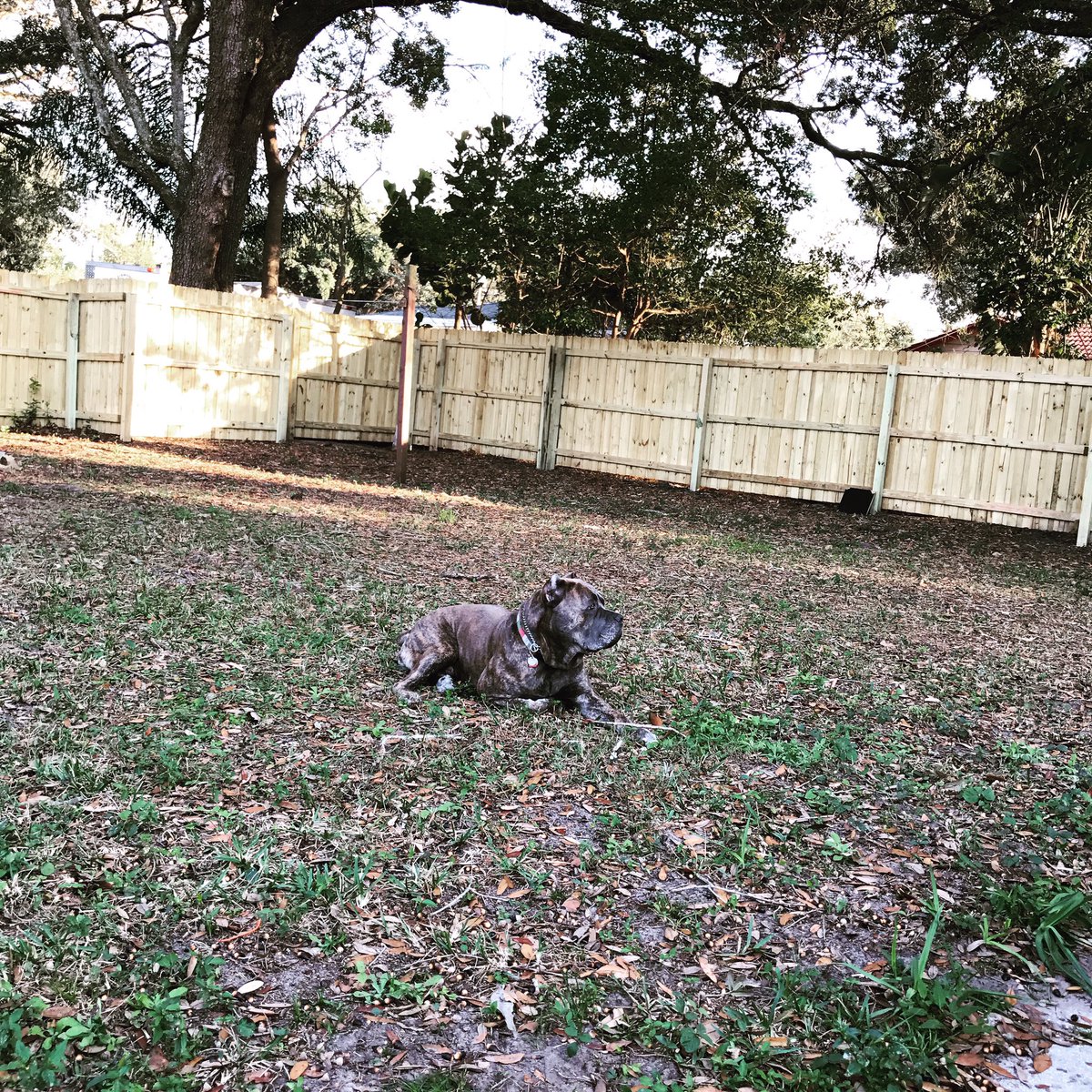 MaximoCaneCorso's tweet photo. #canecorso #dogsoforlando #dogsoftwitter #audubonpark https://t.co/HQ6MQ5hcpj