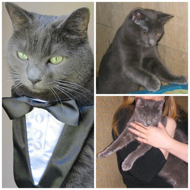 It's my 10th Gotcha Day today, here's what happened: bit.ly/2iOBXGH #cats #clooneythecat #GeorgeClooney #CatsOfTwitter