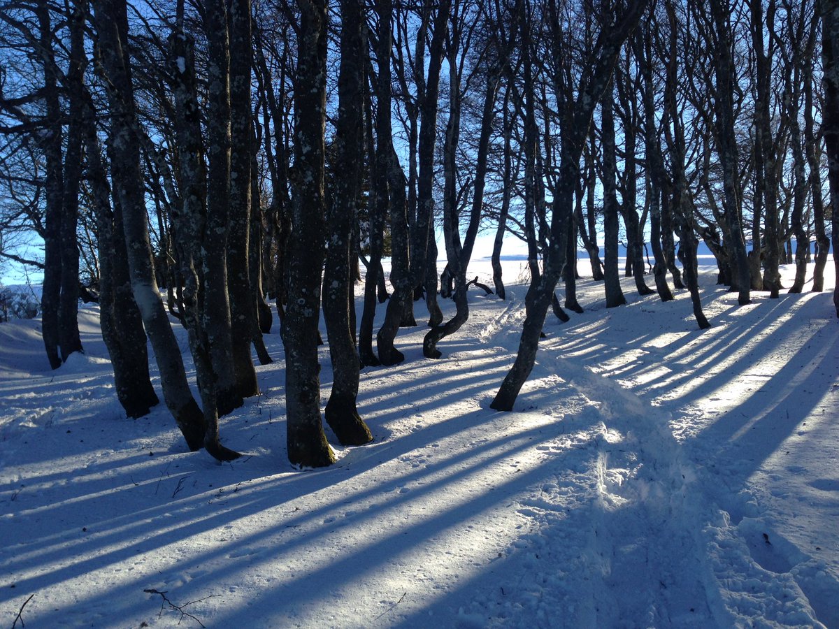 Schnabelgeiss tweet media