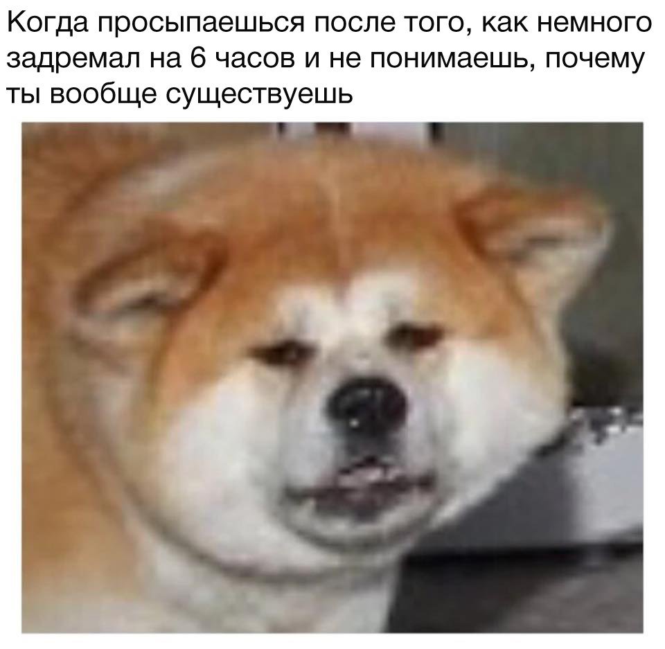 Акита ину Мем качок