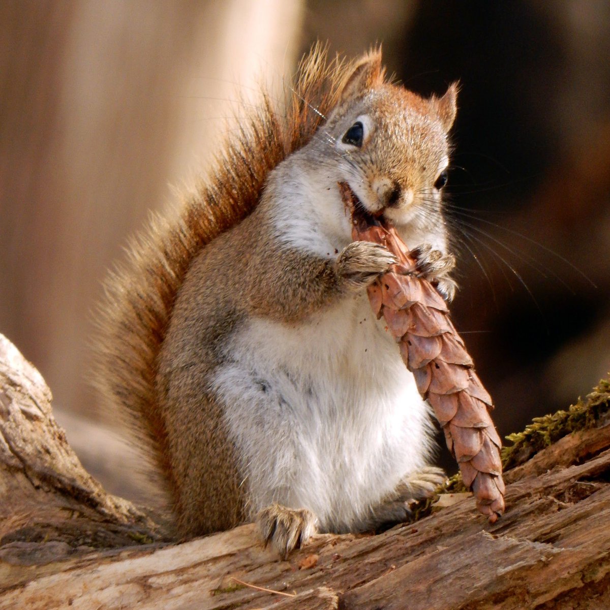 белка обыкновенная отряд