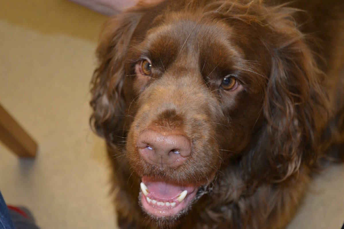 Inspired by these two to get my backside in gear - no lazing around or I get prodded - who needs a boss? #handmadegiftsandcards #memorybear