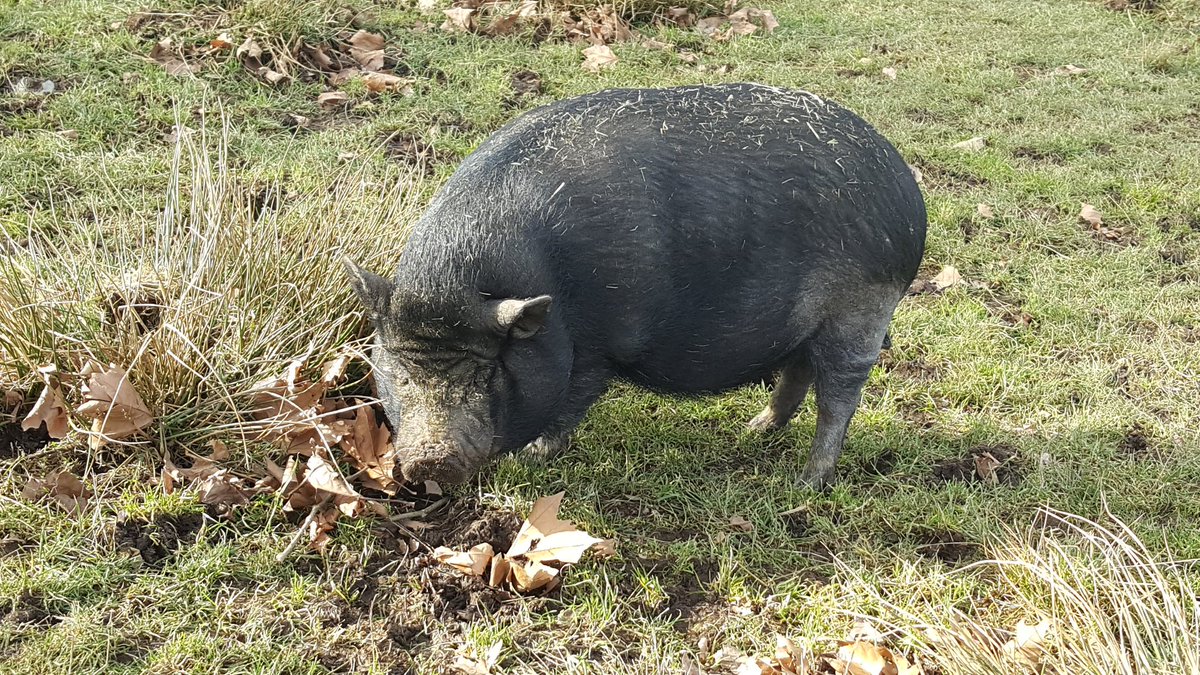Pigs Peace Sanctuary tweet media