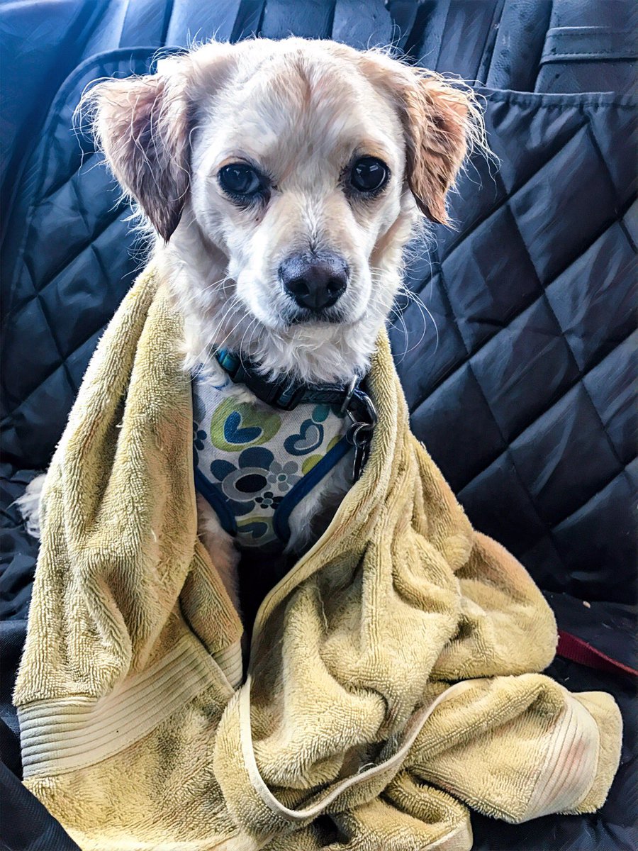 Rob_Shore's tweet photo. @wilw Someone does not like being out in the rain. https://t.co/kHsZbr0o3z