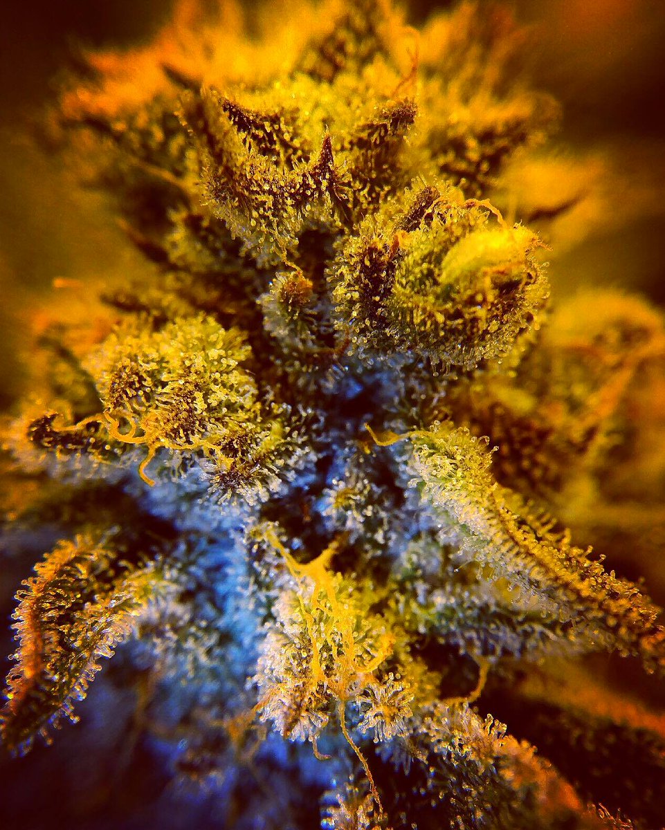 theepicremedy's tweet photo. Look at the beautiful #trichomes on this #EpicRemedy #Chernolbyl #FHBH #TheER https://t.co/xHcXVsxwGX