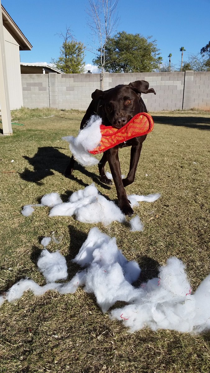 robbiepenate's tweet photo. Me: "Man this looks like a sturdy toy." 
Gus: "I guess you've never seen my CRAZY EYES!" 
#BarkBox #DestroyersClub #10minslater https://t.co/a03B3bMGzg