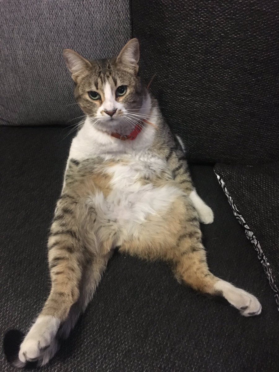 strokalita's tweet photo. Casual.... llegas de trabajar y encuentras a tu gato asΓ... #DescansandoAnda https://t.co/Q3PGTqafYs
