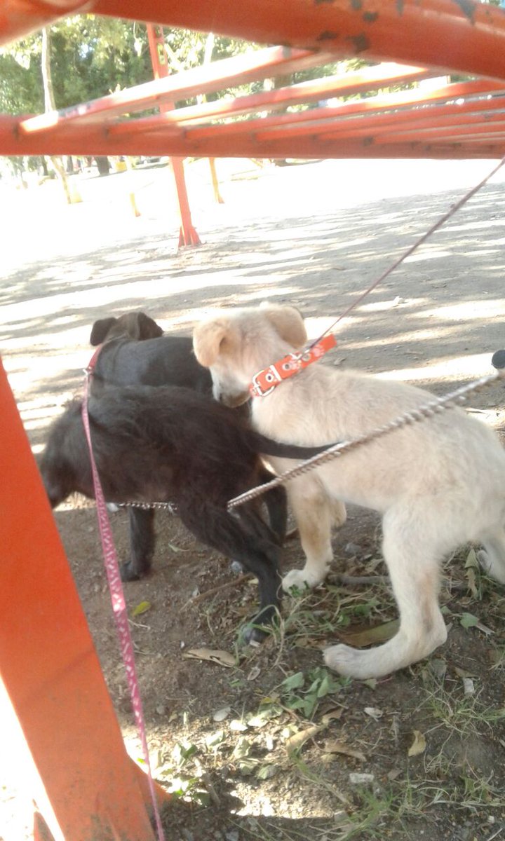 Te esperamos en el poli, hoy campaña de adopción #sumateALREFU #adopta 🐶❤