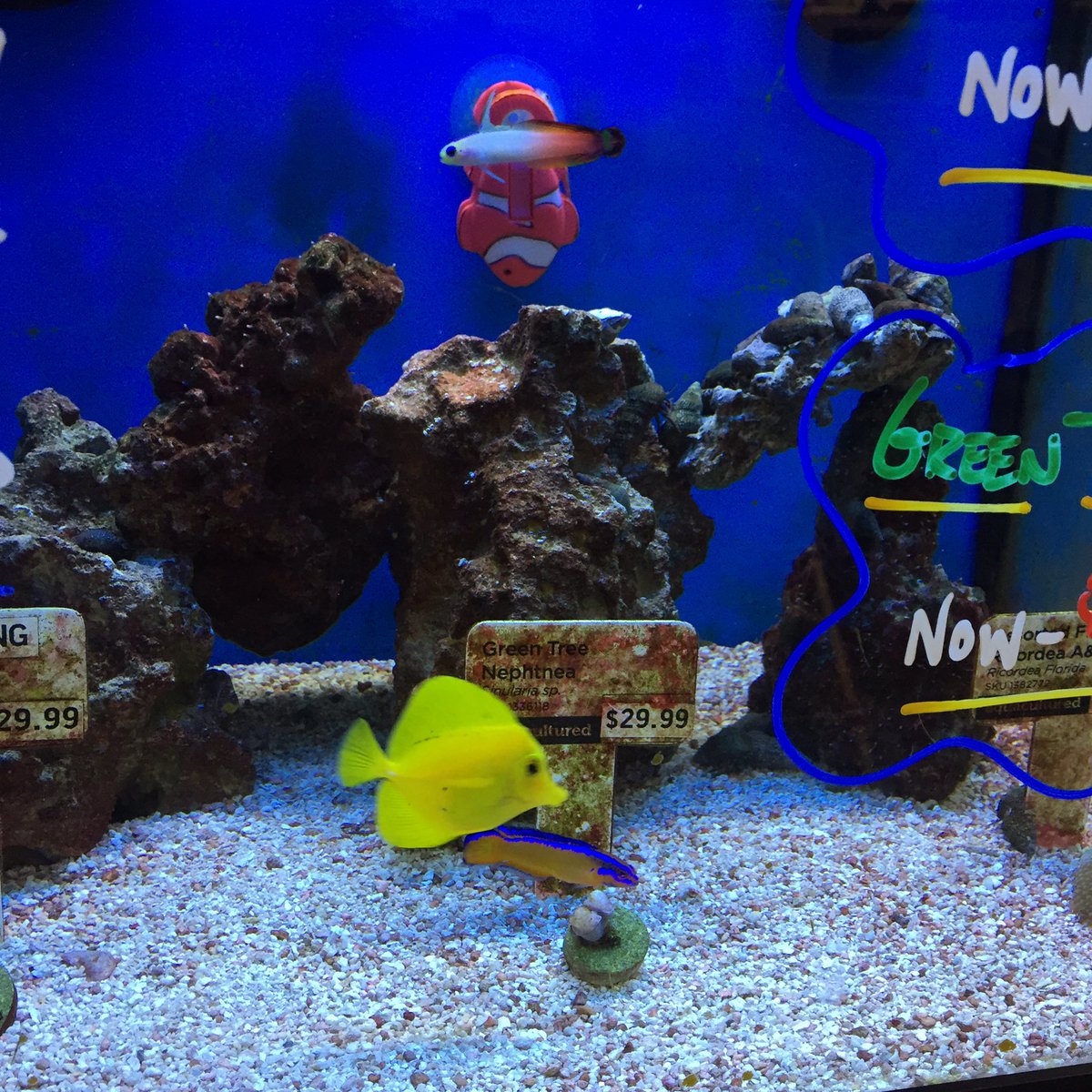 rainie_show's tweet photo. First time ever been to such a huge pet store in the US #pets #fish #parrot love it🐠 https://t.co/vOBfvIKbrb