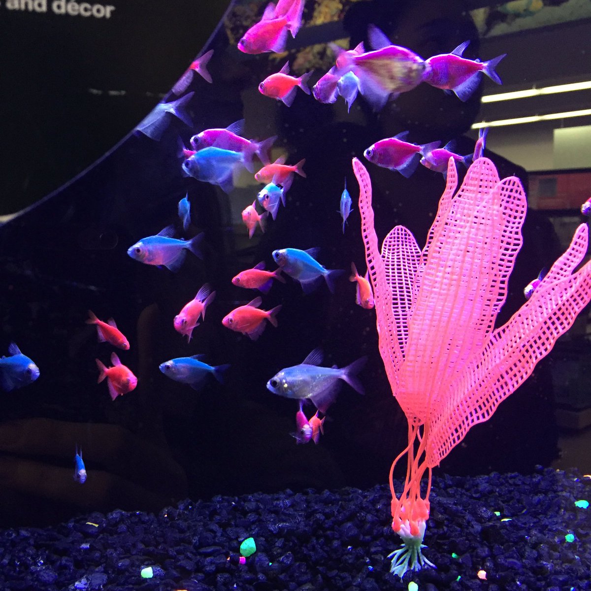 rainie_show's tweet photo. First time ever been to such a huge pet store in the US #pets #fish #parrot love it🐠 https://t.co/vOBfvIKbrb