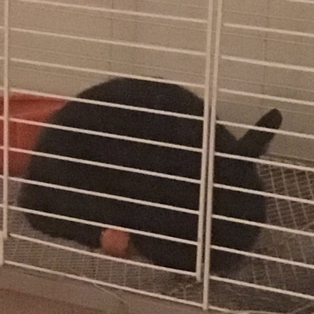 alessandraaa18's tweet photo. I felt the world needed to know that Oreo fell asleep on her carrot 😍😭 https://t.co/8QNAHGK7oq