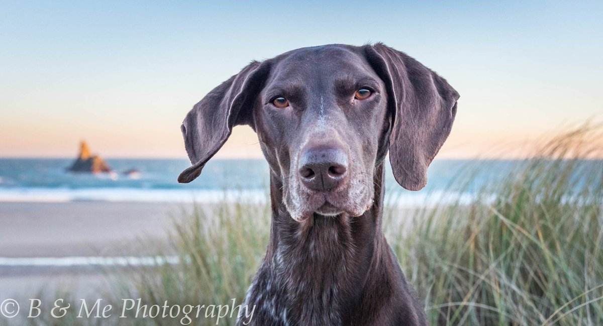 BrackenDogModel's tweet photo. My beautiful girl .. enjoying a beautiful sunset #Pembrokeshire @PembsEchoes @TheGoodDogGuide @iLPembrokeshire #gsp https://t.co/r0LjOfU2zi