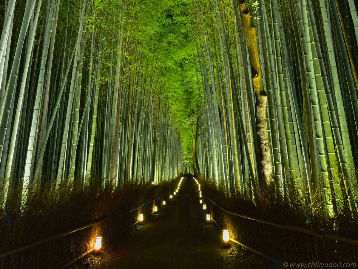 on Twitter "日本の絶景「浮かび上がる竹の道。京都嵐山のライトアップされる嵯峨野、竹林の道」を