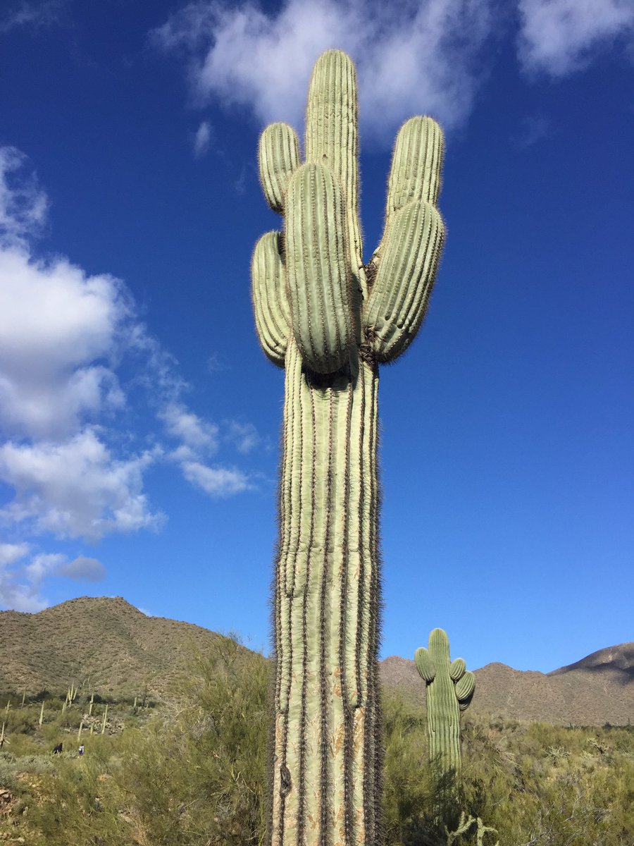 medpedshosp's tweet image. After a good morning meeting, then had a 5.3 miles hike in the Lost Dog Wash trail! @ACPinternists BOR #wellness #fitdocs #endorphines