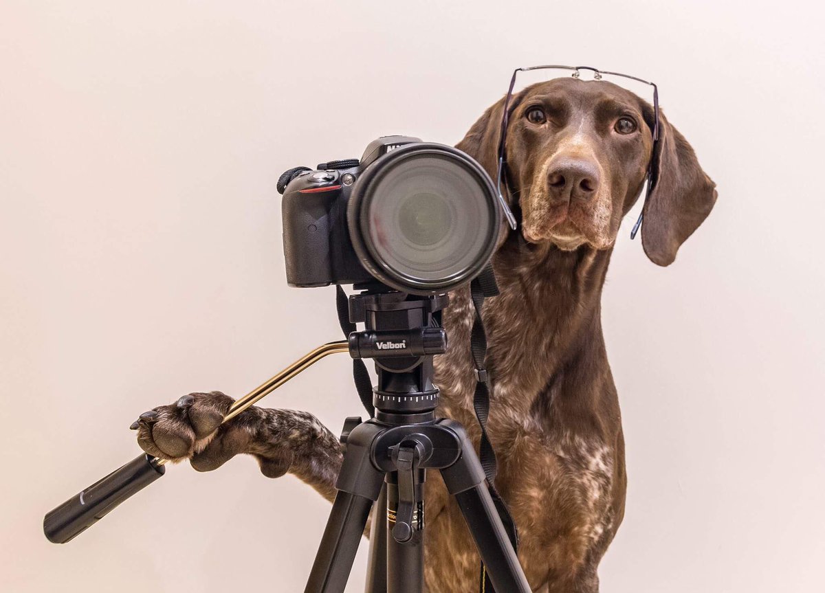 BrackenDogModel's tweet photo. B wants a career in modelling .. she's used to the camera.  Please retweet, based in S Wales @ruthwignall @SimonCowell @PaulOGradyShow https://t.co/zlZOvgGqL2