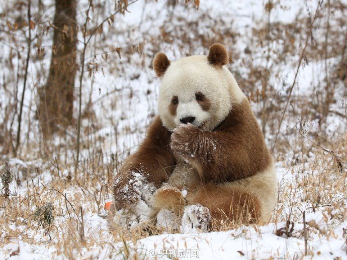 PDChina's tweet photo. A happy “snow bear"! The world's only living brown #panda Qizai enjoys the snow day at Foping Panda Valley of NW #China’s Shaanxi https://t.co/buw82CIPhs