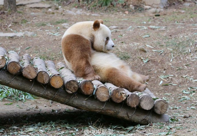 PDChina's tweet photo. A happy “snow bear"! The world's only living brown #panda Qizai enjoys the snow day at Foping Panda Valley of NW #China’s Shaanxi https://t.co/buw82CIPhs