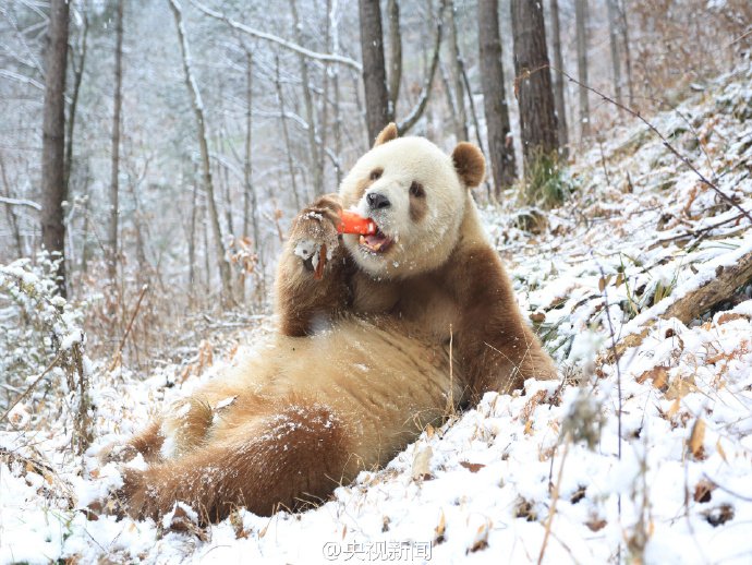 PDChina's tweet photo. A happy “snow bear"! The world's only living brown #panda Qizai enjoys the snow day at Foping Panda Valley of NW #China’s Shaanxi https://t.co/buw82CIPhs