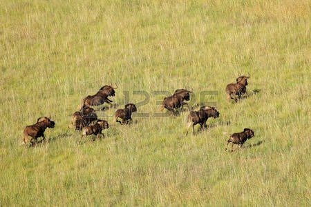 LAevolving's tweet image. 10 running Wildebeest, or as Sean Spicer calls it, The Great Serengeti Wildebeest migration

#SpicerWildlifeBriefing #SpicerBriefing