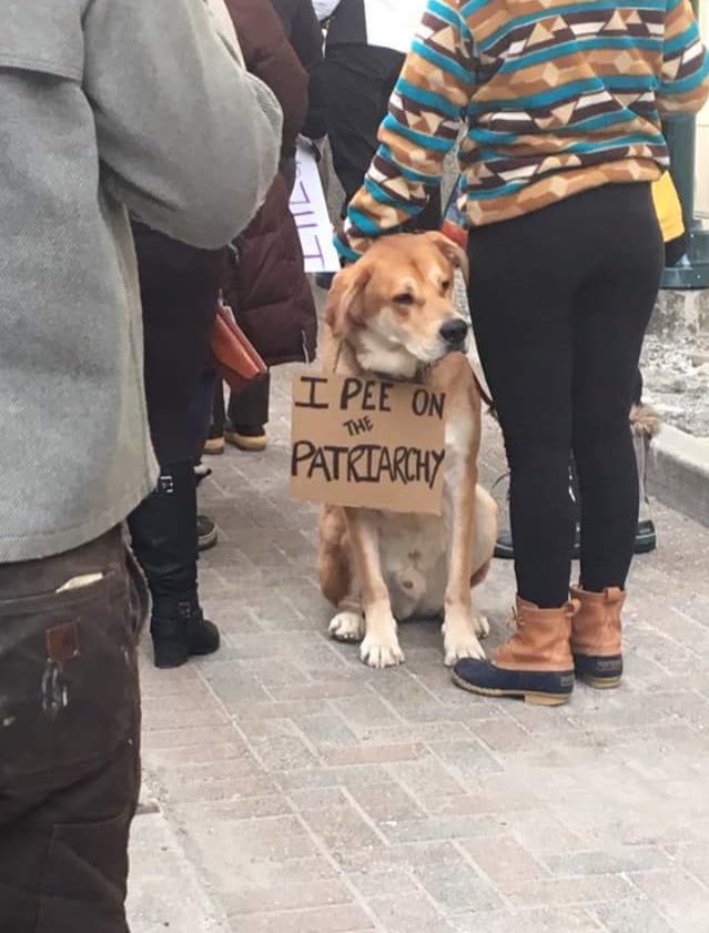 faguettte's tweet photo. Protesting dogs are my favorite thing https://t.co/PwzDNN5BAD