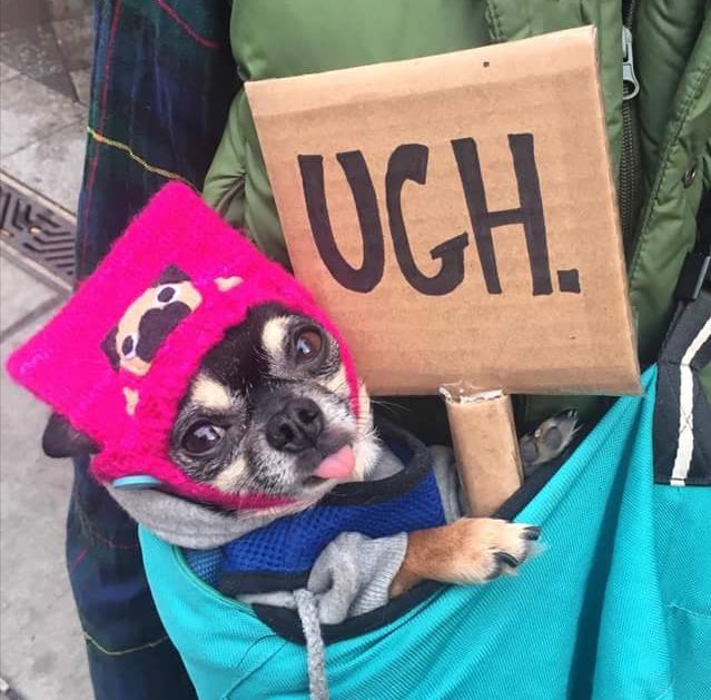 faguettte's tweet photo. Protesting dogs are my favorite thing https://t.co/PwzDNN5BAD