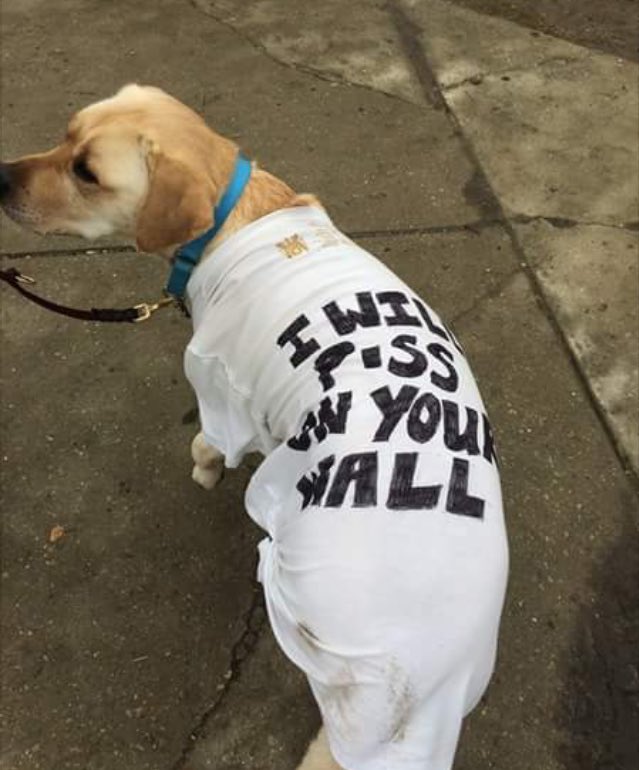 faguettte's tweet photo. Protesting dogs are my favorite thing https://t.co/PwzDNN5BAD