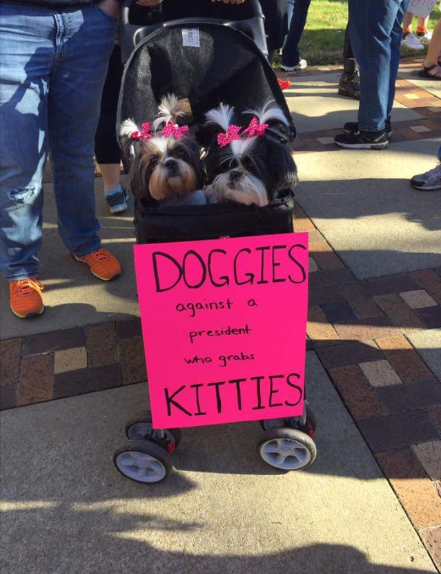 faguettte's tweet photo. Protesting dogs are my favorite thing https://t.co/PwzDNN5BAD