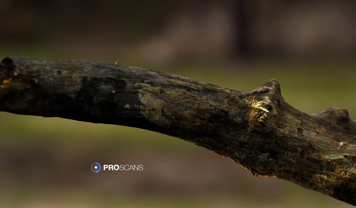Proscans_co's tweet photo. PBR branch model. #ProScans #unity3d #UE4 #UnrealEngine #UnREAL #substancepainer #3dmodel #Photoreal #OctaneRender https://t.co/epwiabiblH
