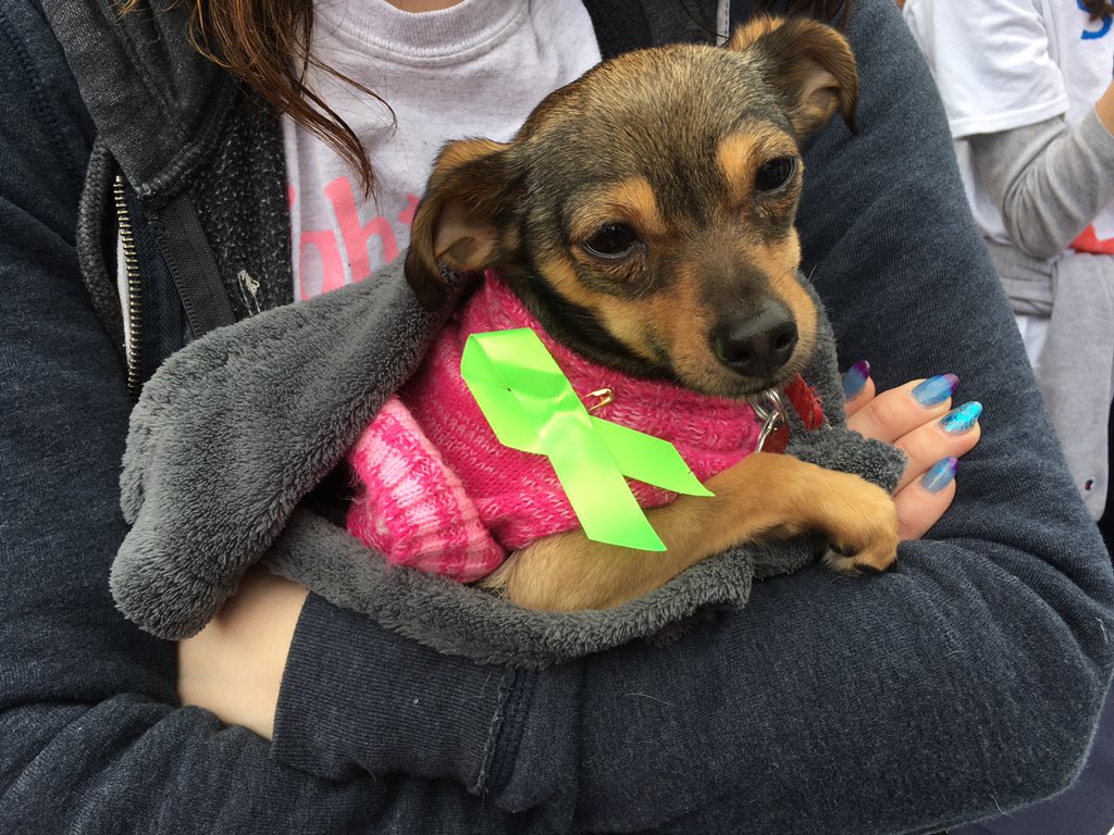 BalancedSac's tweet image. Meet Zoe, therapy dog. Lover of all humans. #womensmarchonsacramento #mentalhealth4all @NAMISacramento