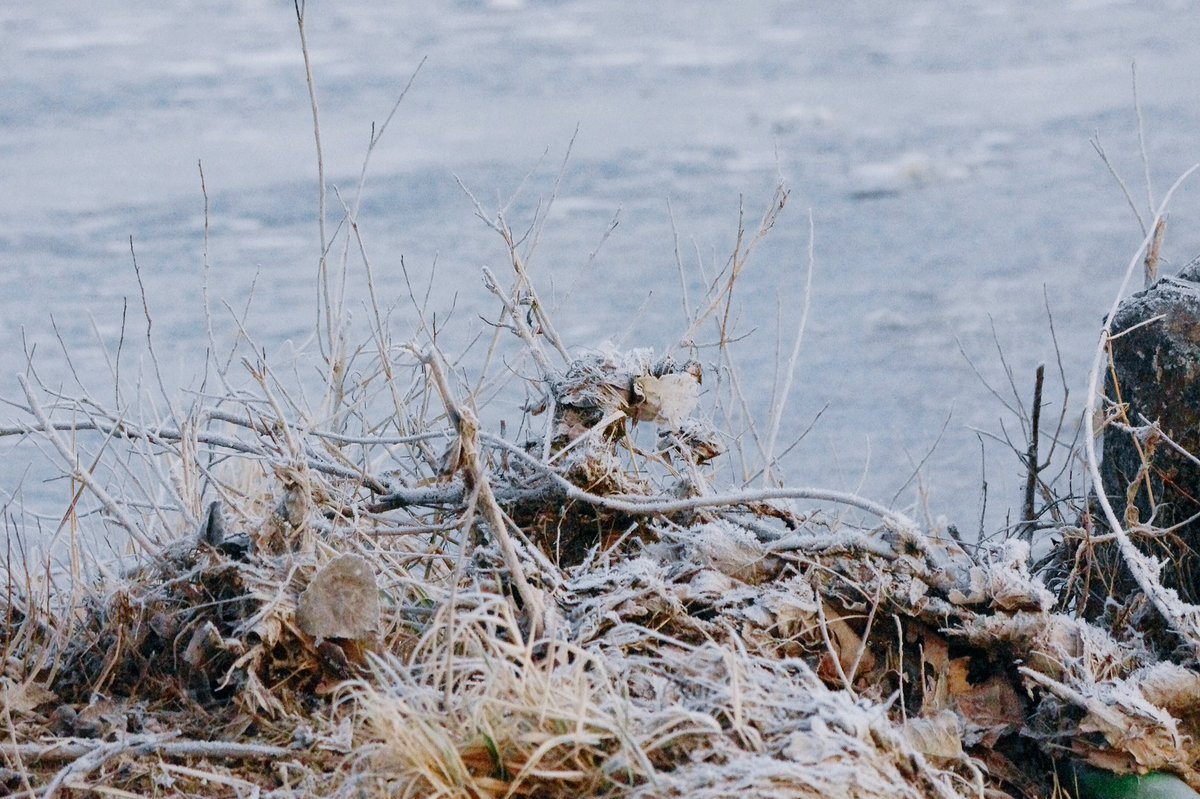 AppelleMoiVali's tweet photo. La #Loire est gelée (et moi #zossi 😬) @villepontsdece #Angers ❄️ https://t.co/TFWhJx3UEk