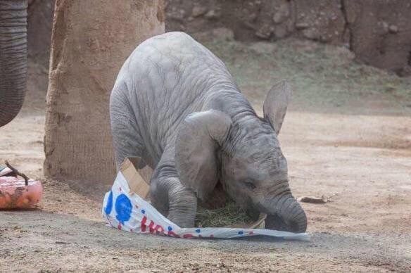 Alextrxm's tweet photo. le bonheur de cet éléphant qui a reçu un cadeau pour fêter ses 6 mois ça a refait ma journée https://t.co/f8ZTGmpUUN