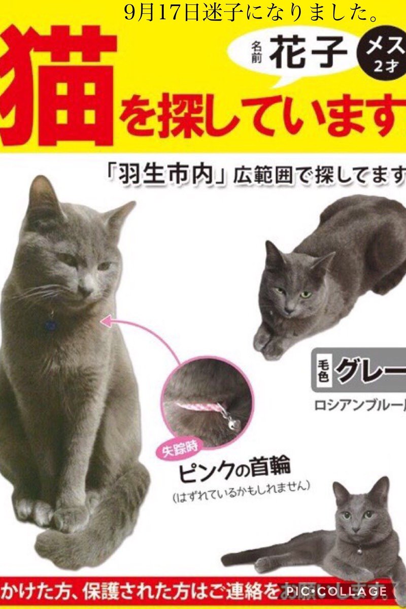 うちネコ 猫画像 猫写真の投稿サイト Twitterren 迷子猫 羽生市で猫を探しています T Co 2u2faiw5fw 9月17日から行方不明の飼い猫を探してます ロシアンブルー風の全身グレーの女の子です 些細なことでも古い情報でも お心当たりのある方はどうかご