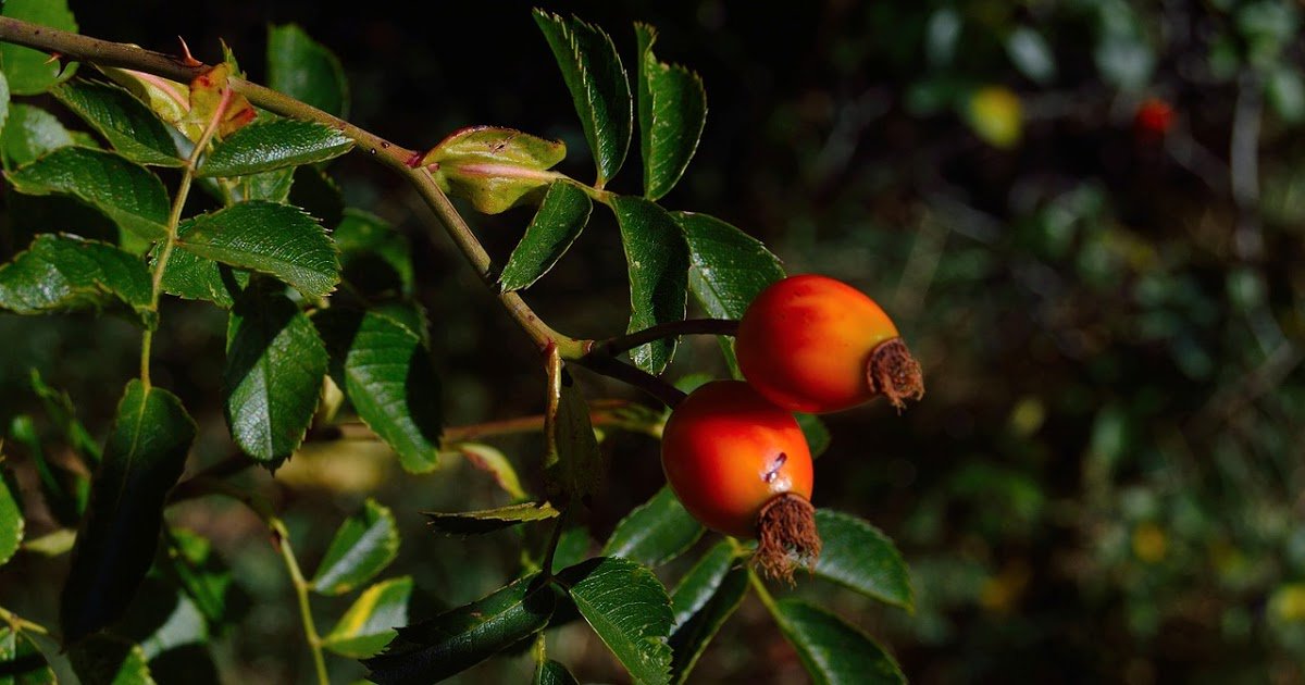 Paw_Wrobel's tweet photo. #blood_pressure #body_fat #body_strength The Amazing Secrets of Himalayan Goji Berries https://t.co/dK8JDwfjlb https://t.co/r5j2XBzyTp