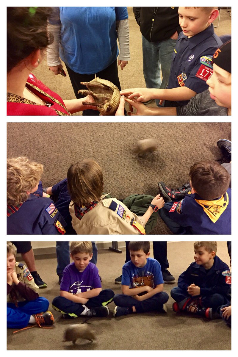 CubPack177's tweet image. Armadillo fun at @clemetzoo !