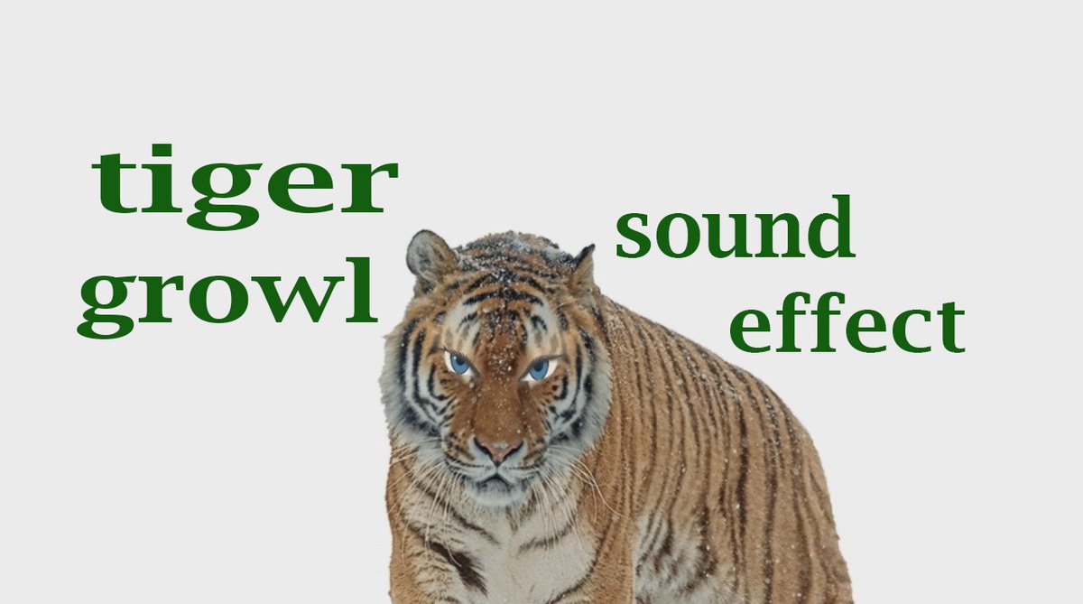 TIGER SOUND EFFECTS - Tiger Roar and Growl 