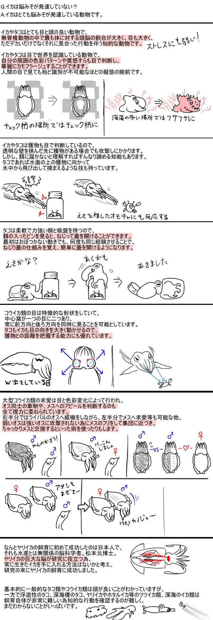 アクアンガーリック タコやイカの目や知能の話