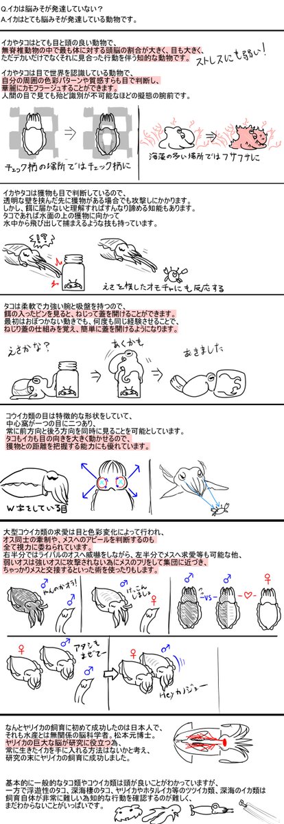 イカは目が大きくて情報の収集量が多いのに 本体は深海にいる イカは賢いよ Togetter イカは目が大きくて情報の収集量が多いのに 本体は深海にいる イカは賢いよ Togetter